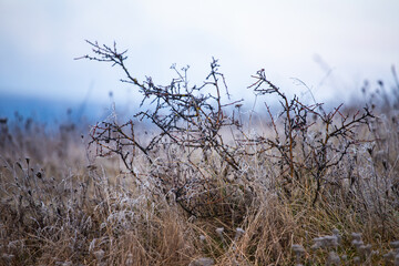 Frozen grass and bushes