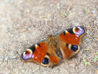 Peacock butterfly on the ground among the grass
