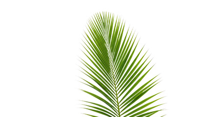 Obraz premium Single vibrant green palm frond isolated 2.