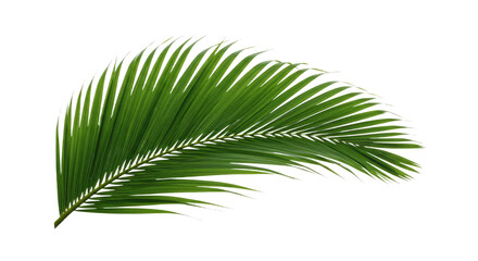 Obraz premium Single vibrant green palm frond isolated 1.