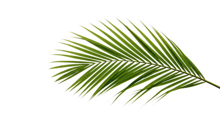 Obraz premium Single vibrant green palm frond isolated 6.