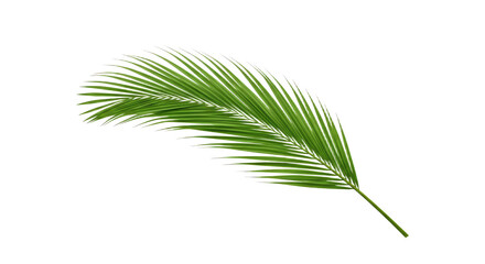 Single vibrant green palm leaf isolated 3.