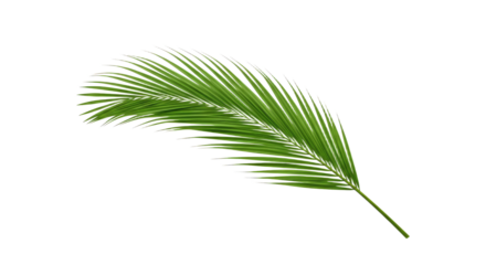 Single vibrant green palm leaf isolated 3.