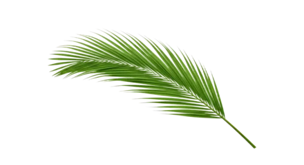 Fotobehang Tropisch Single vibrant green palm leaf isolated 3.  © Mustika
