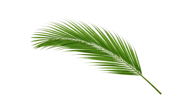 Single vibrant green palm leaf isolated 3.