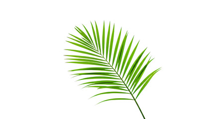 Obraz premium Single vibrant green palm leaf isolated 6.