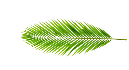 Obraz premium Single vibrant green palm leaf isolated 5.