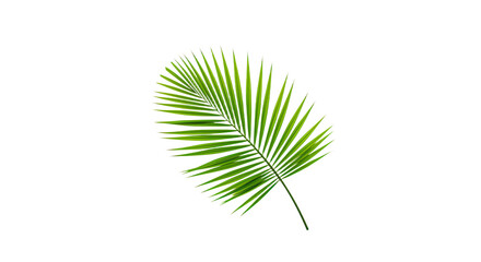 Obraz premium Single vibrant green palm leaf isolated.