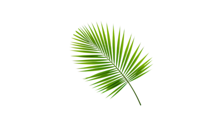 Single vibrant green palm leaf isolated.