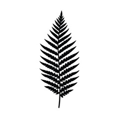 Fototapeta premium Elegant black fern silhouette on white minimalist background