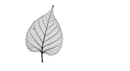 Skeleton Leaf Delicate Veins Nature Botany 1.