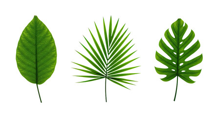 Three vibrant green leaves isolated on white. © Mustika