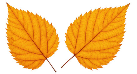 Two vibrant autumn leaves with detailed veins.