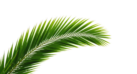 Obraz premium Vibrant Green Palm Frond Close Up 1.
