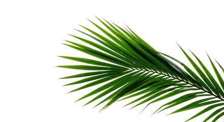Obraz premium Vibrant Green Palm Frond Close Up 2.