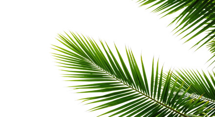 Obraz premium Vibrant Green Palm Frond Close Up.