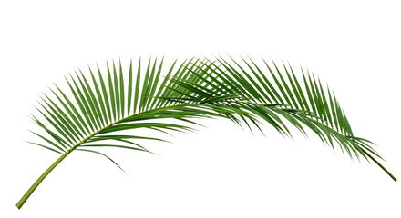 Obraz premium Vibrant Green Palm Frond Isolated on White.