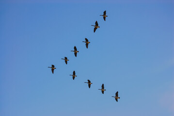 group of Canada goose flying in the sky