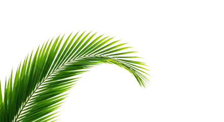 Obraz premium Vibrant Green Palm Frond Isolated on White 1.