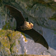 Bat in flight against a rock face