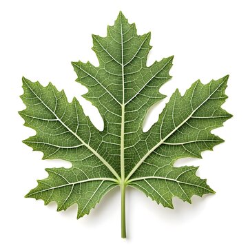 Groundsel Tree Leaf Elegant Botanical Foliage with Smooth Oval Form Lush Green Surface Clear Vein Patterns Natural Minimal Charm and Fresh Organic Beauty on White Background