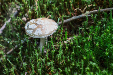 A small mushroom with a distinctive patterned cap growing on the forest floor, covered in vibrant green moss.