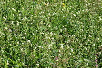 A meadow covered in a carpet of small white flowers and lush greenery, creating a sense of springtime freshness. Thanks to the detailed macro shot, this scene conveys natural beauty and idyll.