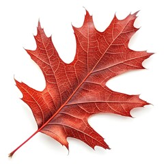 Naklejka premium Scarlet Oak Leaf Striking Botanical Foliage with Deeply Lobed Shape Rich Green Surface Prominent Vein Patterns Natural Minimal Elegance and Fresh Organic Beauty on White Background