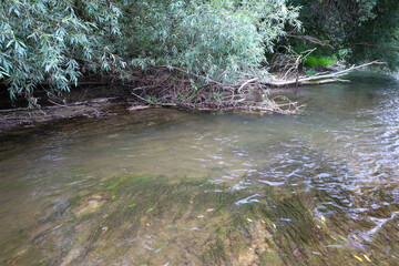 A flowing river with clear water, carving its way through thickets of trees, reveals its silty bottom with algae and fallen leaves. Sunlight glinting on the surface creates a sense of peace and untame