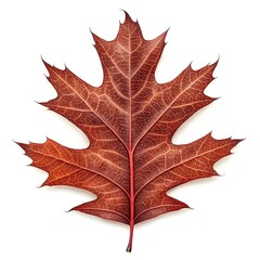 Naklejka premium Northern Red Oak Leaf Distinct Botanical Foliage with Classic Lobed Shape Deep Green Surface Bold Vein Patterns Natural Minimal Elegance and Fresh Organic Beauty on White Background