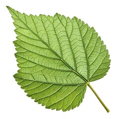 Northern Arrowwood Leaf Elegant Botanical Foliage with Serrated Edges Bright Green Surface Prominent Vein Patterns Natural Minimal Form and Fresh Organic Beauty on White Background