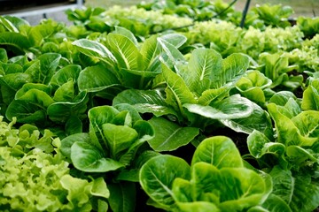 Close-up of green cos lettuce in a clean vegetable farm. Clean and safe organic vegetables ready to be harvested and delivered to consumers.