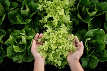 A woman's hands are hugging a large green vegetable plant in an organic vegetable patch.