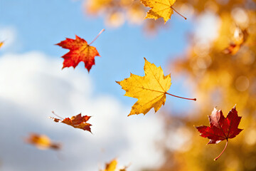 Obraz premium Vibrant autumn maple leaves in various colors floating against a clear blue sky with some clouds.