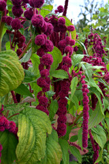 Purple Flowers of Elephant Head Amaranth