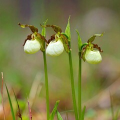 Three pale yellow orchids in a natural setting