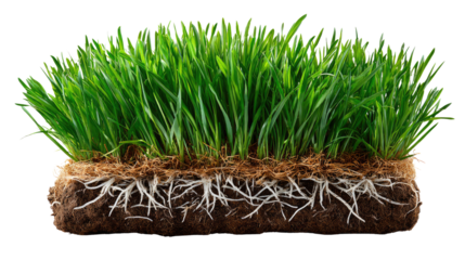 Vibrant Green Grass: A close-up shot of a patch of lush green grass, showcasing its healthy roots and rich soil in sharp detail.