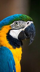 Close-up portrait of a vibrant macaw