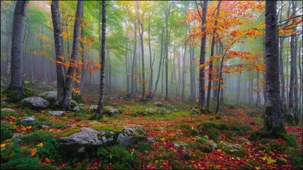 Obraz premium Serene Misty Forest in Autumn with Vibrant Leaves and Lush Green Underbrush Amid Foggy Atmosphere