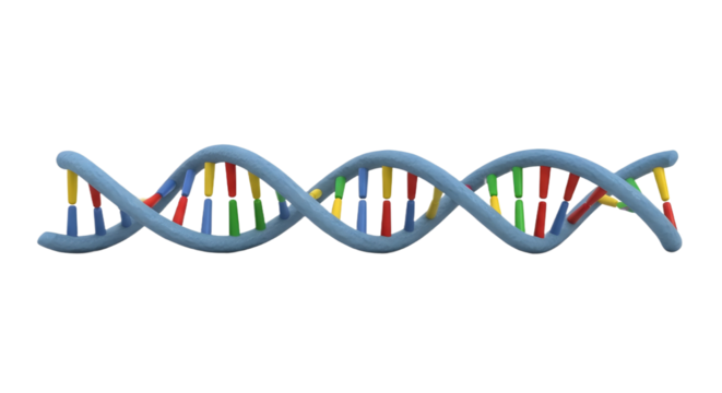 DNA double helix model with colorful base pairs isolated PNG with Transparent Background