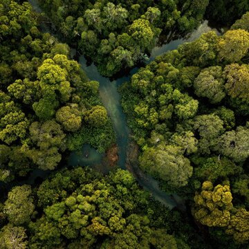 Lush green rainforest canopy, crisscrossed by winding streams. Aerial view