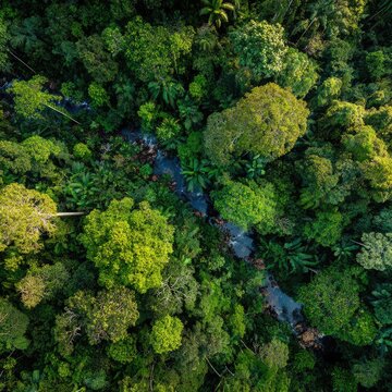 Lush green rainforest canopy, with a winding river