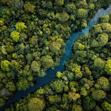 Lush green rainforest canopy with a winding river (2)