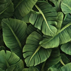 Lush, overlapping banana leaves in shades of green © Surappe