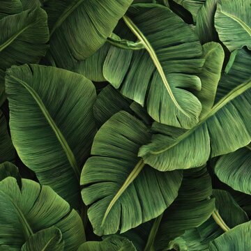 Lush, overlapping banana leaves in shades of green
