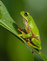 Fototapeta premium Close-up view of a vibrant green tree frog perched atop a lush green leaf, showcasing intricate details of its skin patterns and textures.