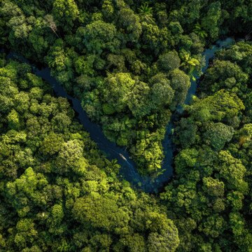 Dense rainforest canopy with winding river