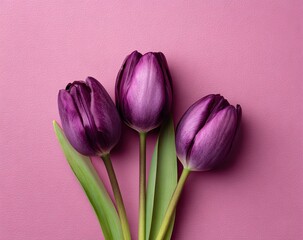 Three deep purple tulips on a pink background (2)