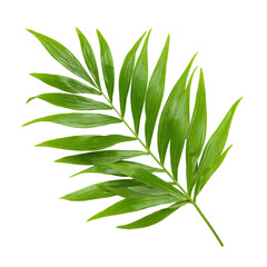 Lush green palm frond, sharply defined