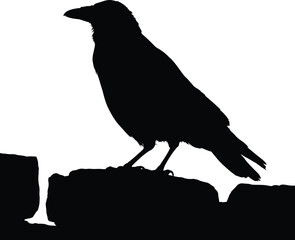 F-Caw-F SVG, Funny Crow SVG, Black Bird Shirt